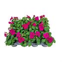 Bild von Impatiens P9 Violet